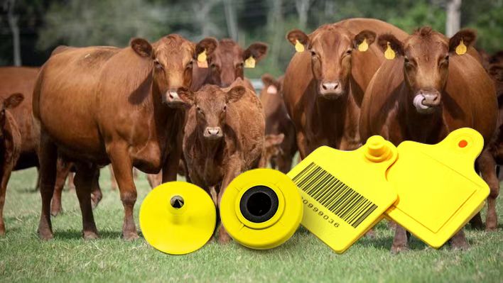 Étiquette d'oreille électronique pour bétail