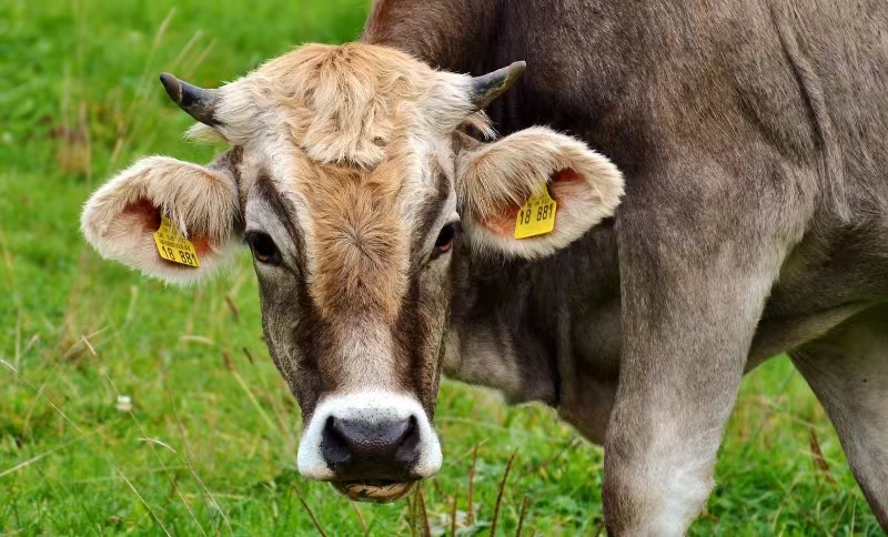 Étiquettes d'oreille pour vaches