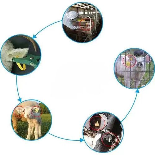 Étiquette d'oreille RFID pour animaux, vente en gros