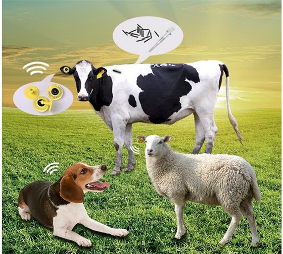 Solution RFID pour système de traçabilité des aliments pour animaux : étiquette d'oreille RFID pour animaux