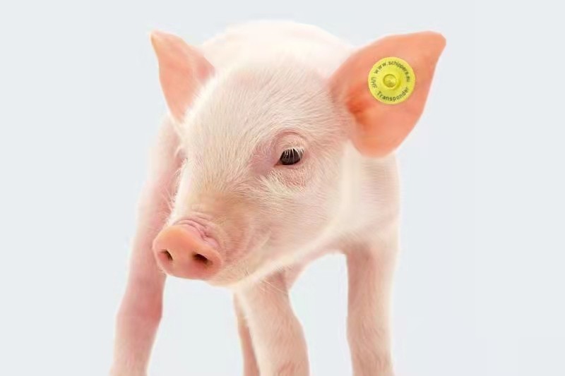 Centre chinois de contrôle et de prévention des maladies animales : renforcement du projet pilote d'étiquettes auriculaires électroniques pour le bétail