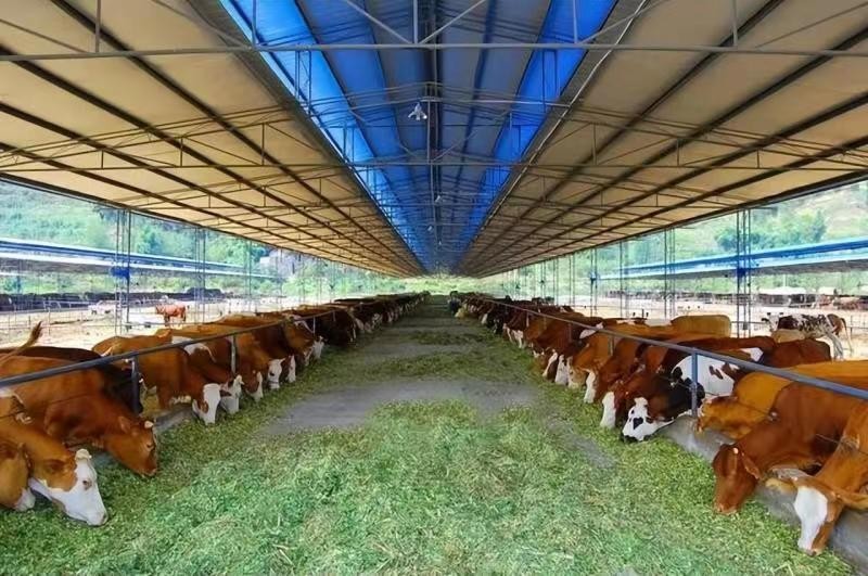 L'ère de l'intelligence numérique pour les bovins de boucherie est arrivée