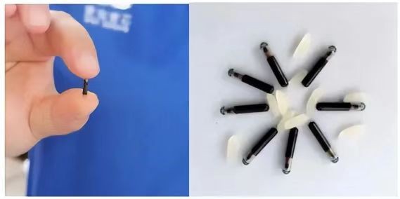 Implanter une puce électronique ou une identification biométrique complète, réglementation relative à l'élevage canin IOT puis atterrir