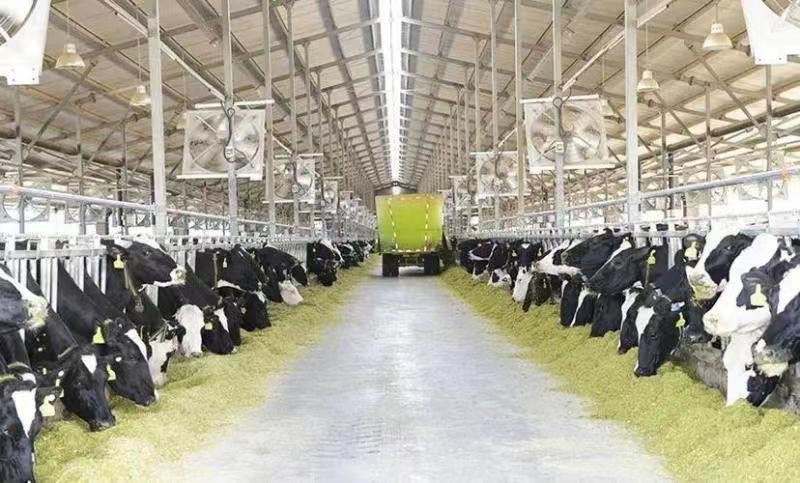 Boucle d'oreille électronique UHF : améliorer la compétitivité numérique des entreprises agricoles et d'élevage