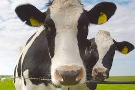 Plus de 1,4 million de yaks et de moutons tibétains de Gannan disposent pour la première fois d'une « carte d'identité électronique »
