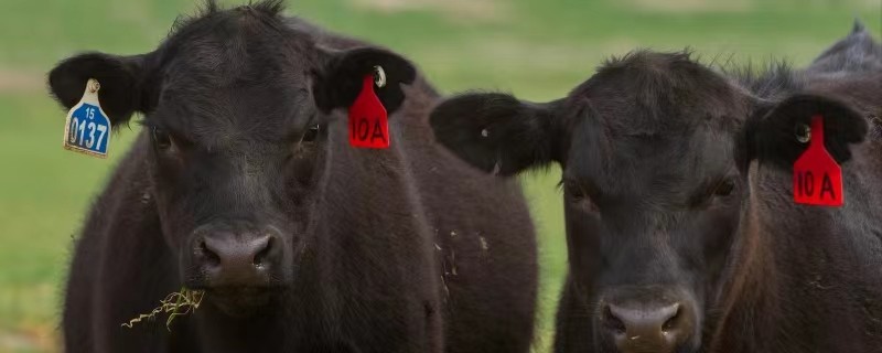 Qinghai Zhiduo : ranch « nuage » « sagesse » élevage de bétail