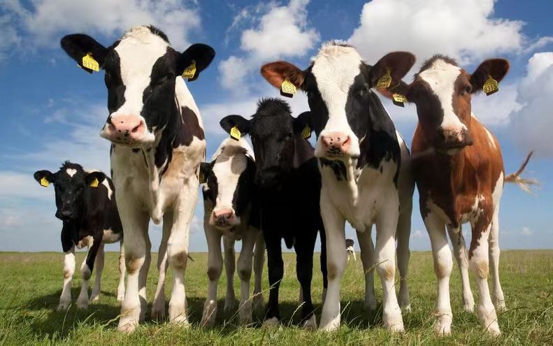 Application de la RFID à l'identification et au suivi des animaux