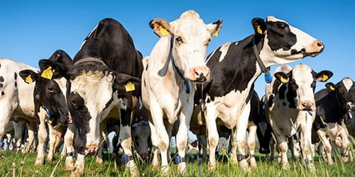 Comment la RFID est-elle utilisée pour le suivi des animaux ?