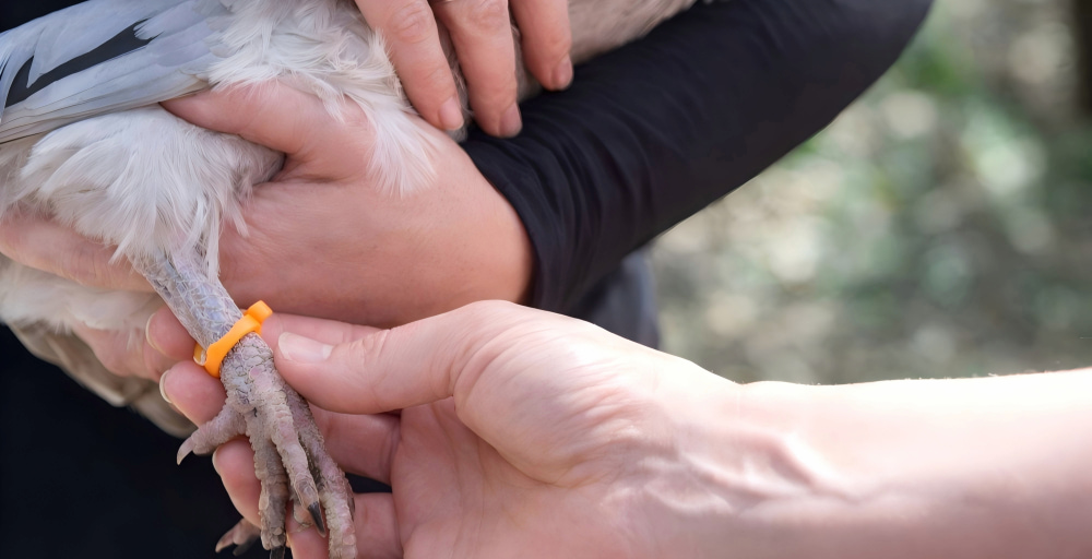 RFID leg band for poultry and pigeon identification RFID leg band for poultry and pigeon identification