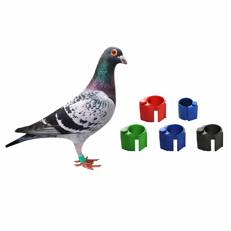 Electronic RFID bird leg band for farm management