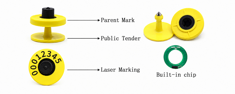 RFID animal ear tag male female locking structure and RFID module position RFID animal ear tag male female locking structure and RFID module position
