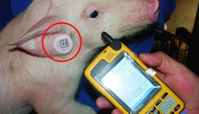 Solution de système de traçabilité d'étiquette d'oreille de bétail agricole de RFID