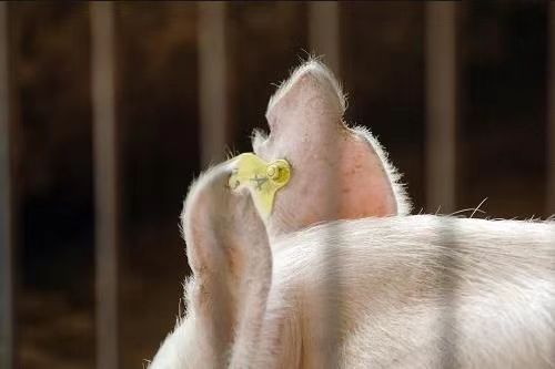 Lecteur de carte de porte de porcherie basé sur la technologie RFID : réalisez une gestion intelligente de l'élevage