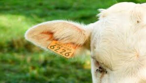 Étiquettes auriculaires RFID pour animaux basse fréquence ou ultra haute fréquence : avez-vous fait le bon choix ?