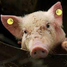 Une assurance porcine innovante dans le comté de Yunan, Yunfu, Guangdong protège le développement sain de l'industrie porcine