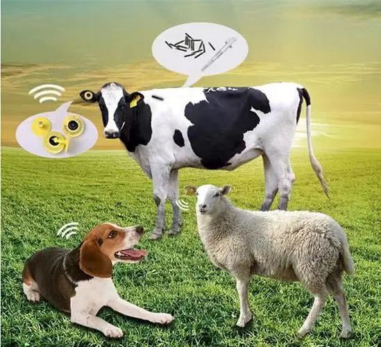 La révolution RFID : la prochaine étape de la médecine vétérinaire, une gestion plus précise de l'identification des animaux